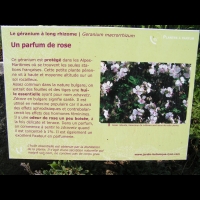 Geranium a long rhizome - Geranium Macrorrhizum (fam. Geraniacees) (Alpes occidentales) (texte)